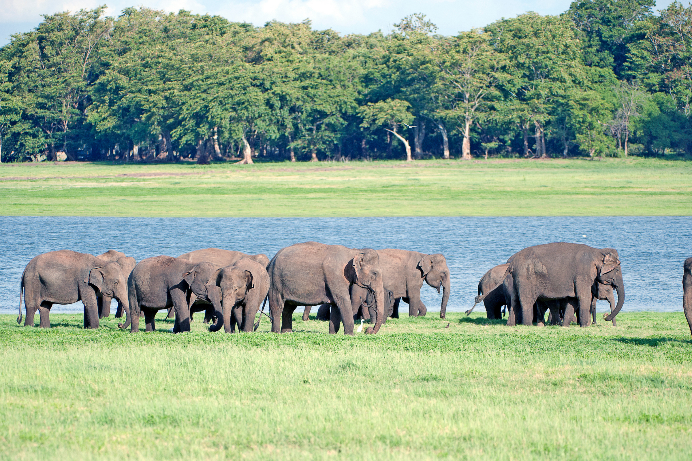 minneriya national park.webp